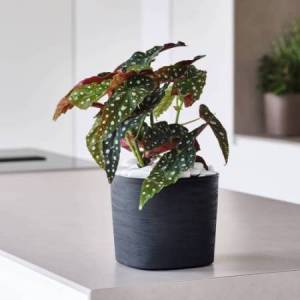 Vaso quadrato Capri - 26 L... 2