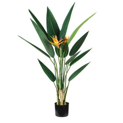 Pianta ornamentale Sterlizia -...