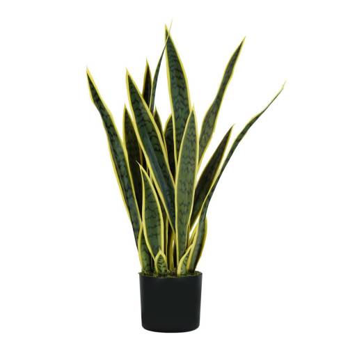 Pianta ornamentale Sansevieria -...